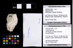 Foto (Objekt + Etiketten) von Cycloprosopon sp. 